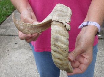 #2 Grade Sheep Horn 24 inches measured around the curl $10