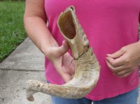 #2 Grade Sheep Horn 24 inches measured around the curl $14 