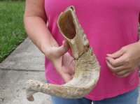 #2 Grade Sheep Horn 24 inches measured around the curl $10