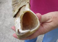 #2 Grade Sheep Horn 24 inches measured around the curl $10