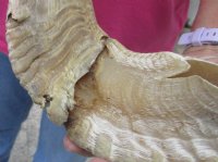 #2 Grade Sheep Horn 24 inches measured around the curl $14 