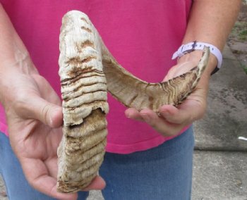 #2 Grade Sheep Horn 24-1/2 inches measured around the curl $10  