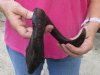 Dark Color Sheep Horn 20 inches measured around the curl $20 (You are buying this horn, which has natural imperfections - view all photos.)