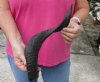 Dark Color Sheep Horn 18 inches measured around the curl $18 (You are buying this horn, which has natural imperfections - view all photos.)