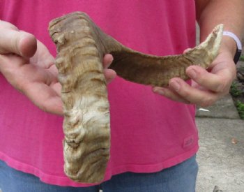 Sheep Horn 21 inches measured around the curl $16 