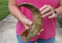 Sheep Horn 21 inches measured around the curl $16 