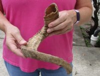 Sheep Horn 22 inches measured around the curl $17 