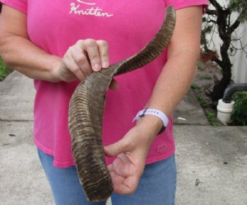 Sheep Horn 21 inches measured around the curl $16