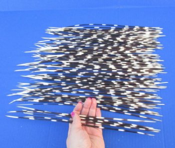 100 Porcupine Quills 11 to 17 inches for $70.00 