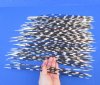 100 Porcupine Quills 11 to 17 inches - You are buying the quills shown for $70.00 