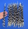 100 Porcupine quills 12 to 15 inches - You are buying the quills shown for $80.00
