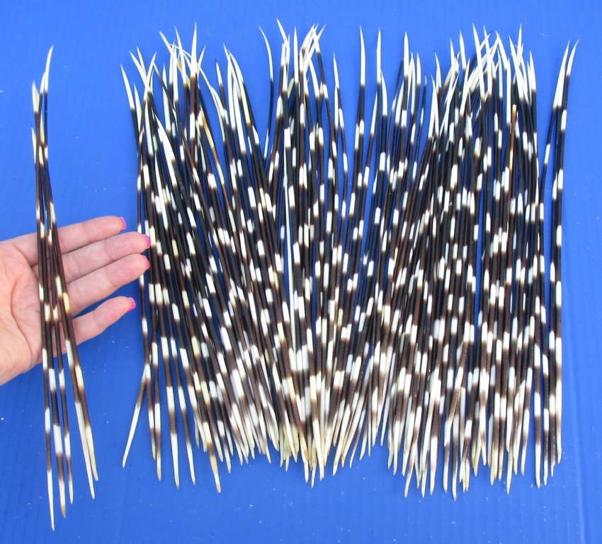 100 Porcupine quills 9 to 13 inches
