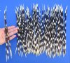100 Porcupine quills 9 to 13 inches - You are buying the quills shown for $80.00