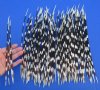 100 Porcupine quills 9 to 14 inches - You are buying the quills shown for $80.00