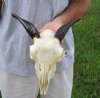 Goat skull from India with horns 6 inches - You are buying the one in the photo for $70