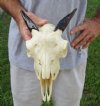 Goat skull from India with horns 4 inches - You are buying the one in the photo for $70