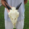 Goat skull from India with horns 3-1/2 inches - You are buying the one in the photo for $70