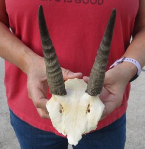 Reedbuck Skull and Skull Plates - Hand picked pricing