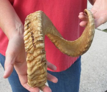 #2 Grade Sheep Horn 29 inches measured around the curl $12 