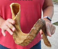 #2 Grade Sheep Horn 29 inches measured around the curl $17 