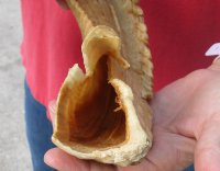 #2 Grade Sheep Horn 29 inches measured around the curl $12 