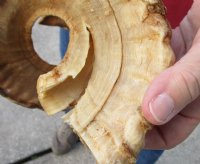 #2 Grade Sheep Horn 29 inches measured around the curl $12 