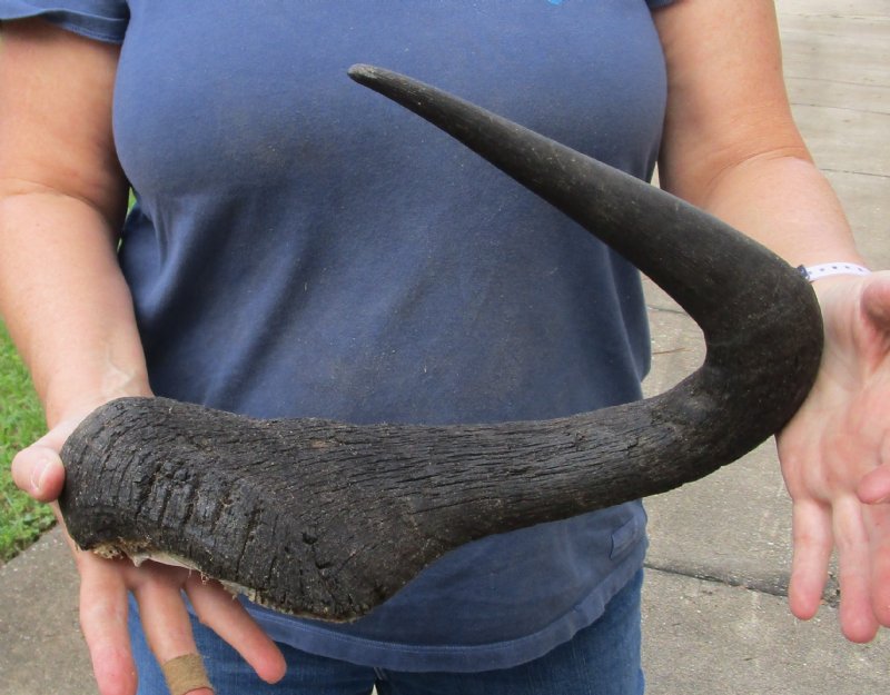 20 inches single blue wildebeest horn with bone core