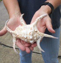 8 inch Chiragra Spider Conch shell for $10