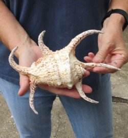 8-1/2 inch Chiragra Spider Conch shell for $10
