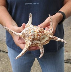 9-1/2 inch Chiragra Spider Conch shell for $10