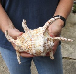 9 inch Chiragra Spider Conch shell for $10