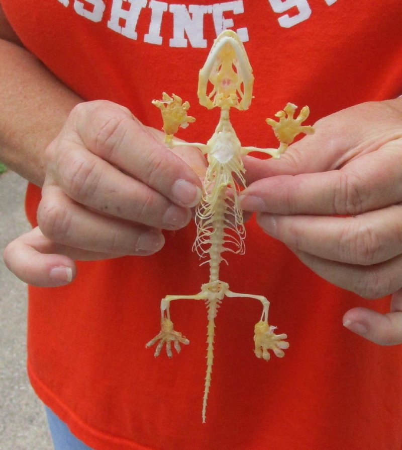 Gecko Skeleton (Gekko Gecko) from Indonesia