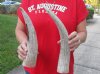 2 pc lot of Carved Polished Buffalo Horn with cut "snake skin" design, 12 and 15 inches around the curve (you will receive the horns pictured) for $22
