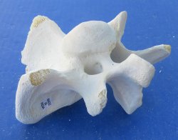 Wholesale Water Buffalo Cervical Vertebra Bones (Bubalus bubalis) - 5 pcs @ $4.00 each; 30 pcs @ $3.60 each
