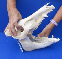 12 inch wild boar skull, commercial grade - You are buying the skull pictured for $40