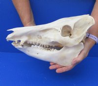 12 inch wild boar skull, commercial grade - You are buying the skull pictured for $40