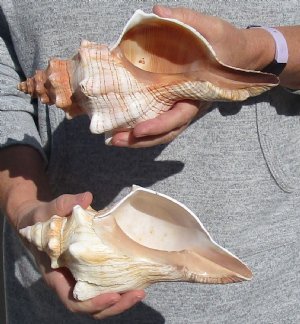 Fox Shells Hand Picked 