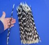 11 to 14 inch African Porcupine Quills (Hystrix africaeaustralis),100 piece lot - You are buying the quills pictured for $70
