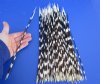 11 to 15 inch African Porcupine Quills (Hystrix africaeaustralis),100 piece lot - You are buying the quills pictured for $70