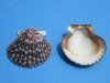 Wholesale Calico scallop shells for crafts 2-1/4" to 2-3/4" - Packed: 50 pcs @$.23 each; Packed: 250 pcs @ $.20 each