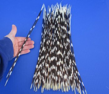 10 to 15 inch African Porcupine Quills (Hystrix africaeaustralis),100 piece lot for $70