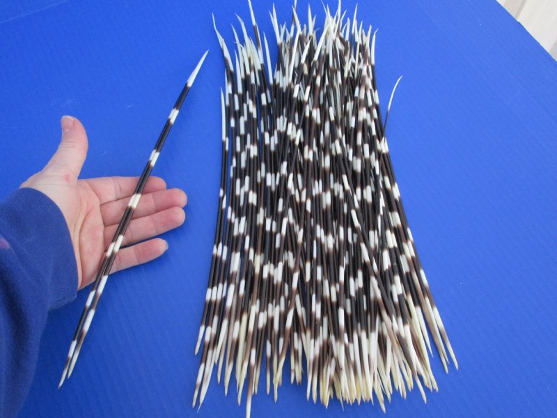 11 to 15 inch African Thin Porcupine Quills