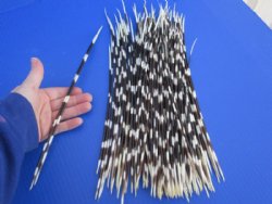 11 to 15 inch African Thin Porcupine Quills (Hystrix africaeaustralis),100 piece lot for $60