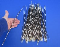 8 to 13 inch African Porcupine Quills (Hystrix africaeaustralis),100 piece lot - You are buying the quills pictured for $70