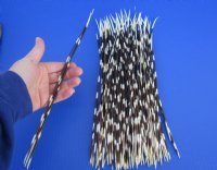 10 to 14 inch African Porcupine Quills (Hystrix africaeaustralis),100 piece lot - You are buying the quills pictured for $70