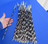 12 to 17 inch African Thin Porcupine Quills (Hystrix africaeaustralis),100 piece lot - You are buying the quills pictured for $70