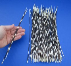 11 to 13 inch African Porcupine Quills (Hystrix africaeaustralis),100 piece lot for $70