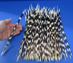 11 to 14 inch African Porcupine Quills (Hystrix africaeaustralis),100 piece lot for $70