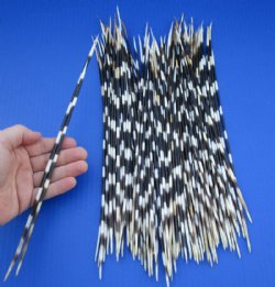 11 to 14 inch African Porcupine Quills (Hystrix africaeaustralis),100 piece lot for $70