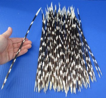 12 to 15 inch African Porcupine Quills (Hystrix africaeaustralis),100 piece lot for $70